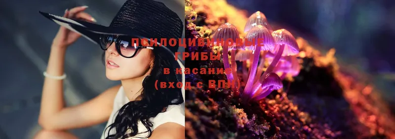 Псилоцибиновые грибы Psilocybe  Курильск 